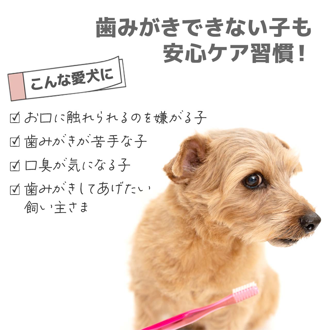 トーラス ボーダンパウダー 50g