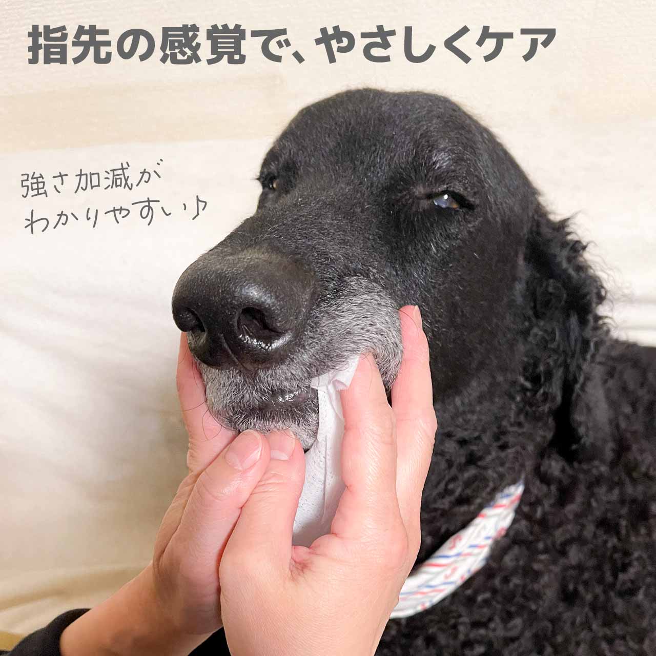 トーラス ボーダンシート 30枚