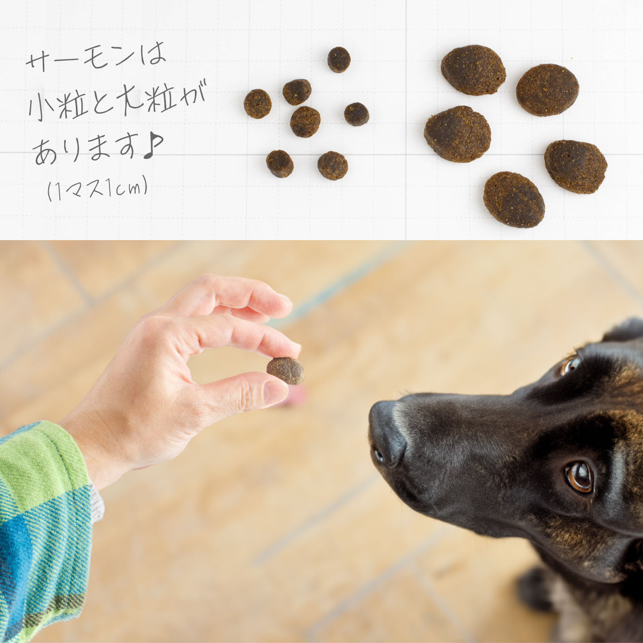 フィッシュ4ドッグ ファイネスト サーモン 大粒 6kg