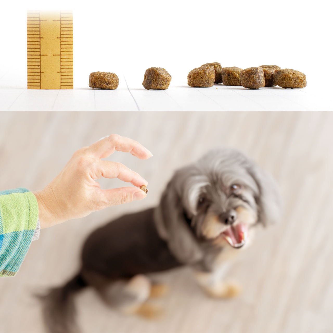 フィッシュ4ドッグ ファイネスト サーモン シニア 小粒 1.5kg