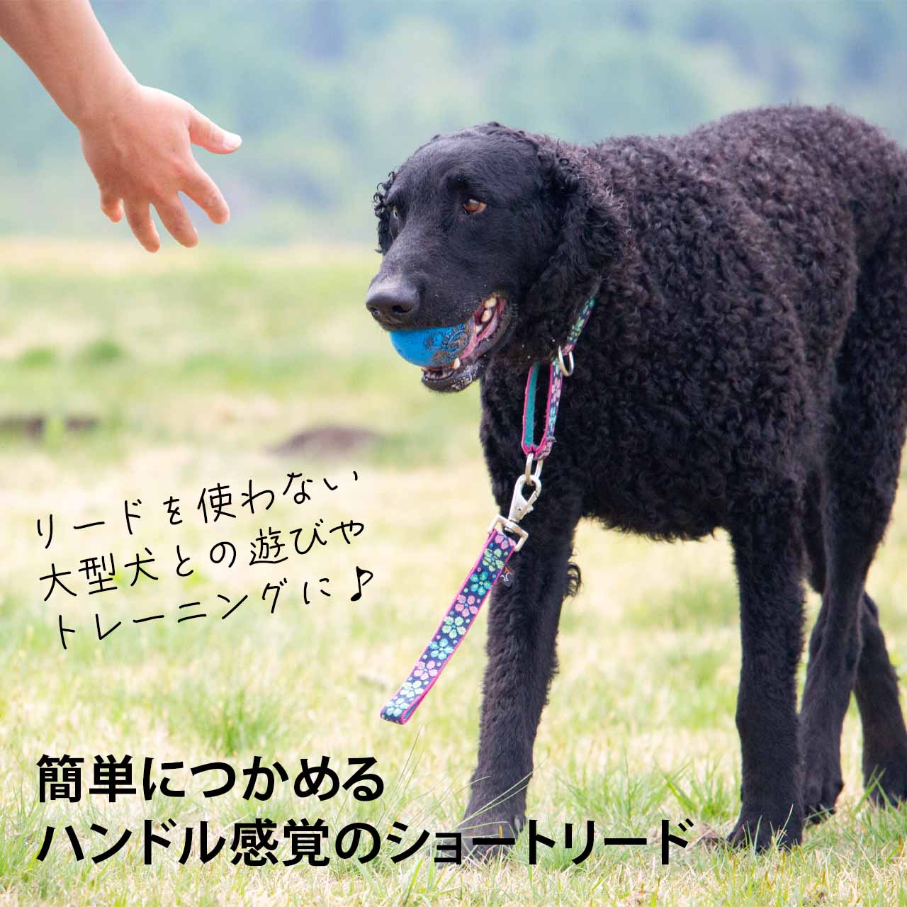ルパイン トレーニングタブ 2.5cm幅 長さ約30cm メール便OK
