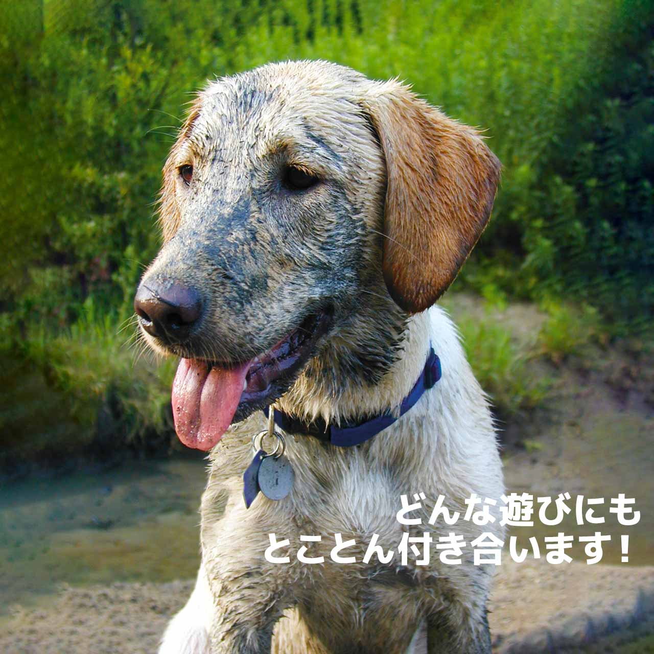 Lupine スプラッシュ アジャスタブルカラー 1.9cm幅 W19-S W19-M メール便OK