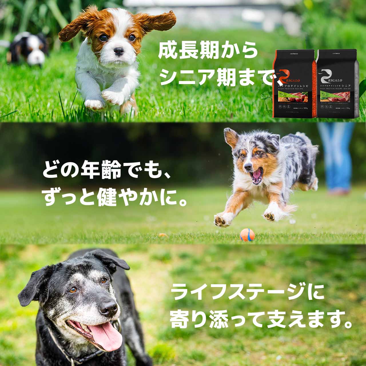 リガロ ハイプロテインレシピ ターキー 子犬成犬用 3.6kg