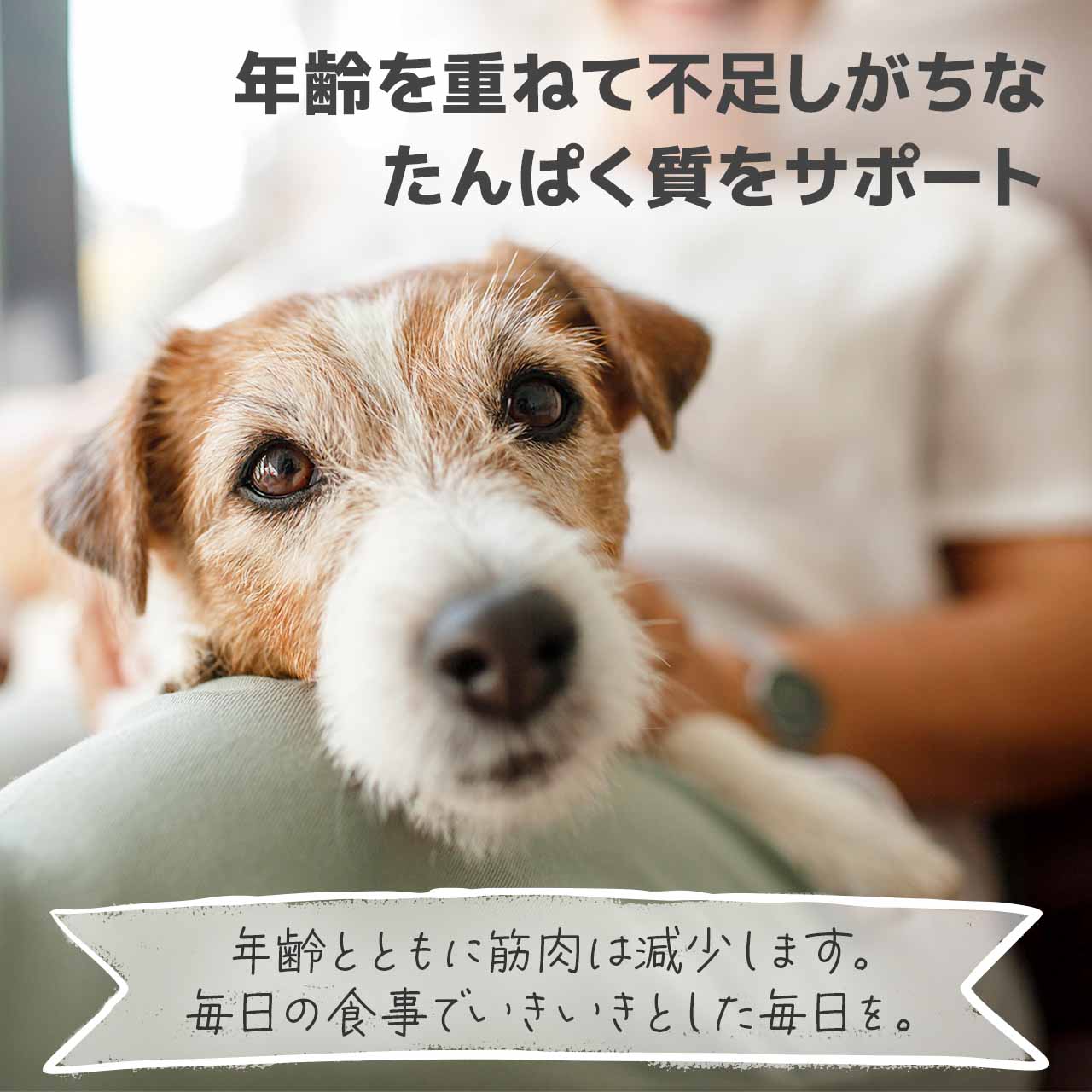 リガロ ハイプロテインレシピ ターキー 子犬成犬用 3.6kg
