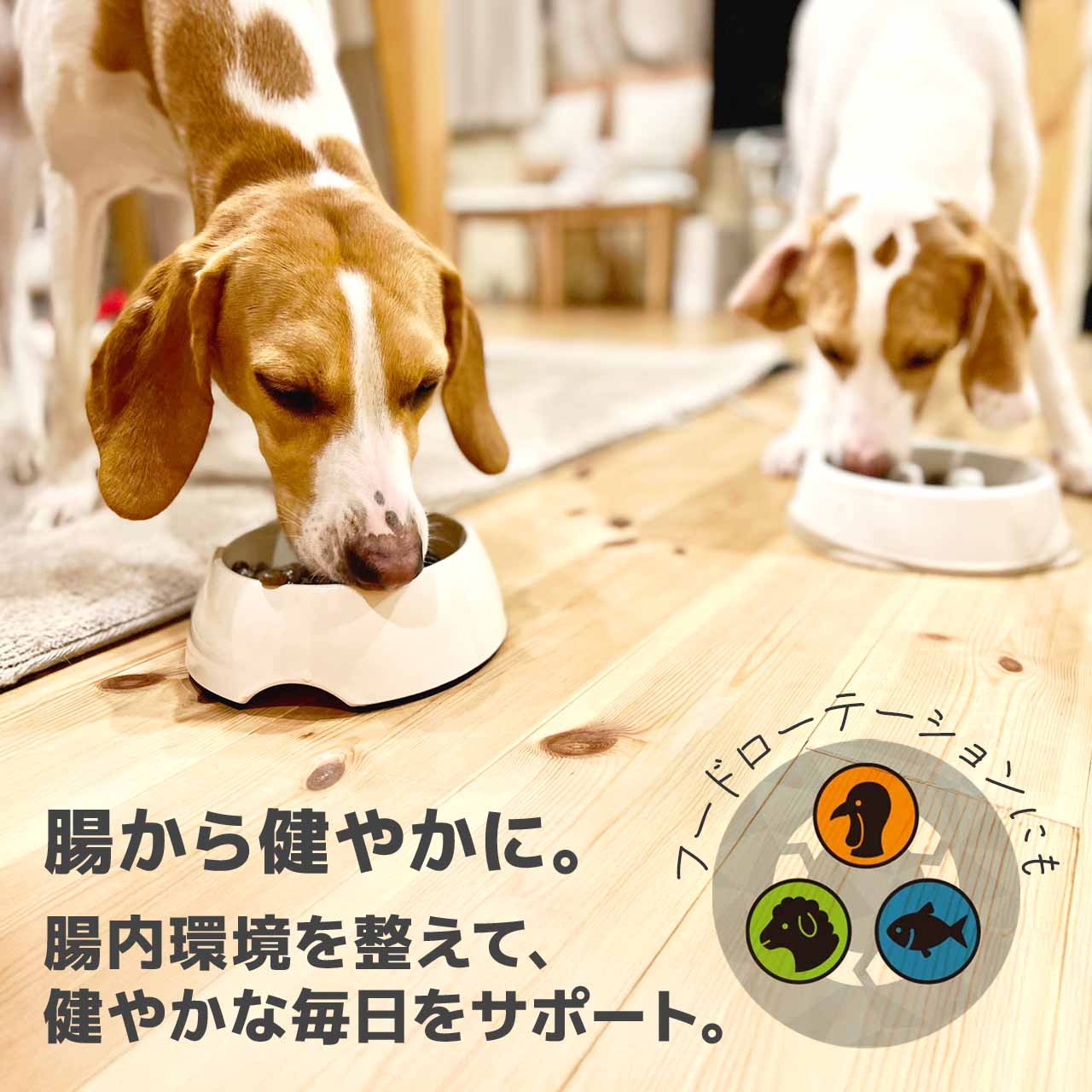 リガロ ハイプロテインレシピ ターキー 子犬成犬用 3.6kg
