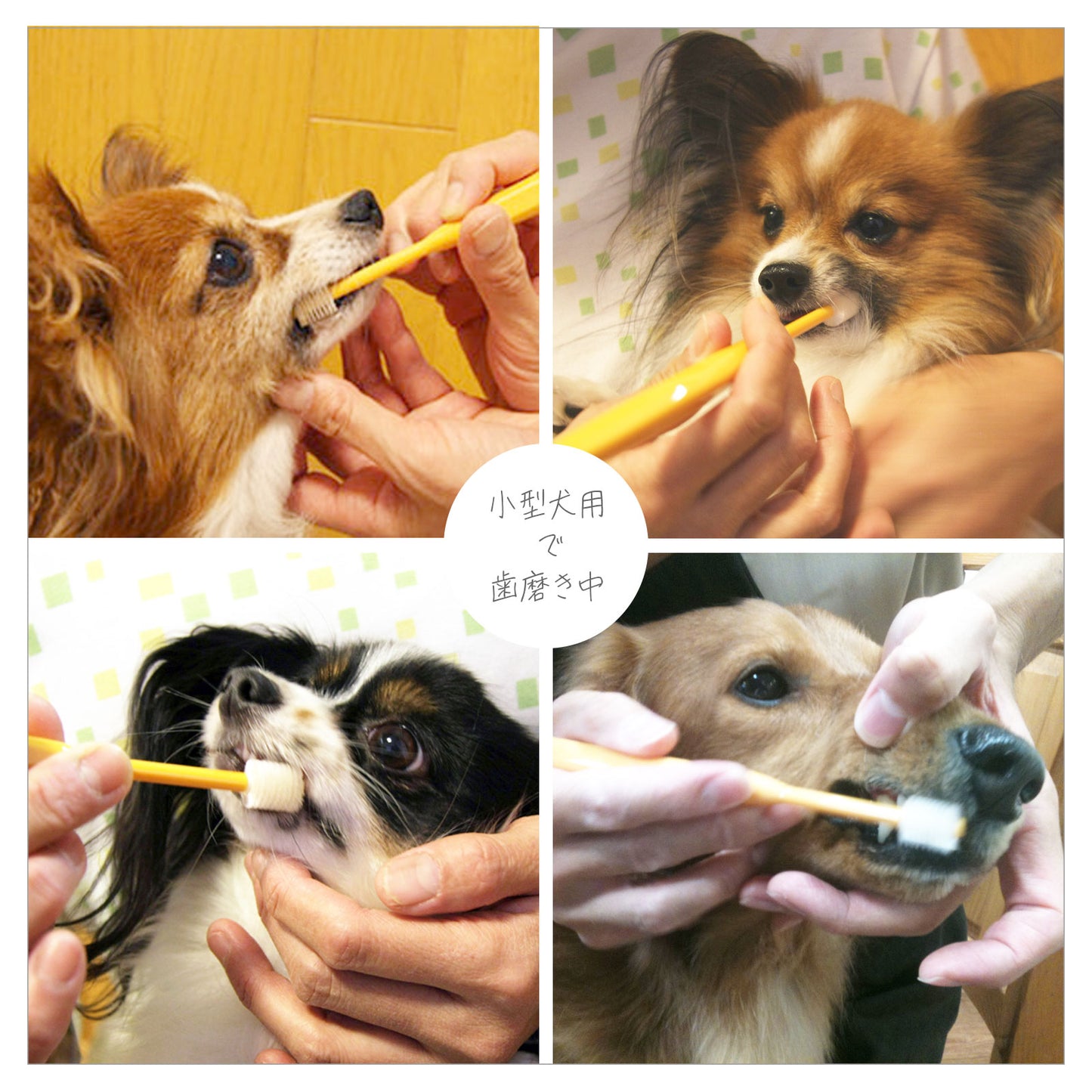 シグワン 360°歯ブラシ 子犬用