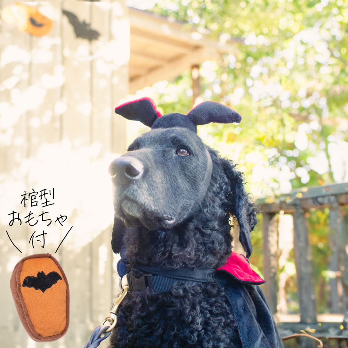 ジッピーパウズ ホリデー ハロウィン コスチュームキット ドラキュラ 3点セット