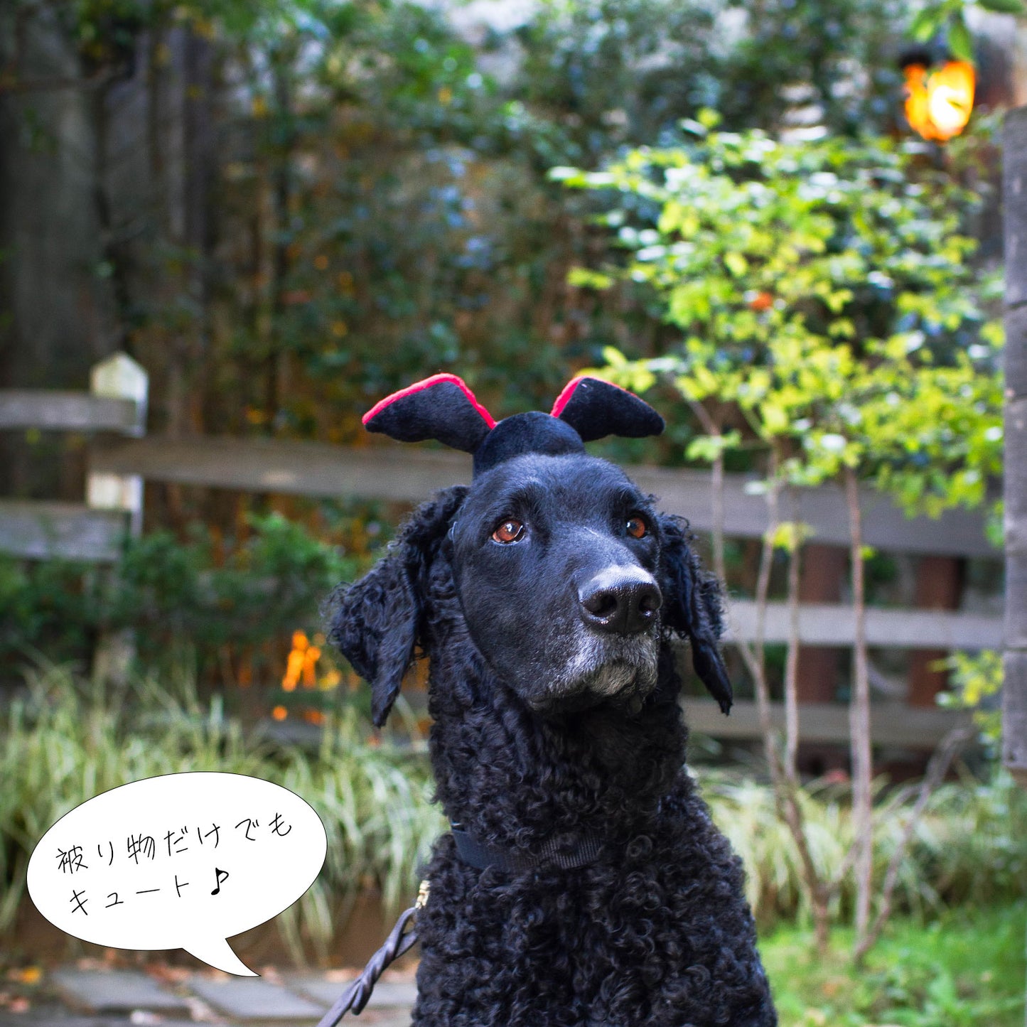 ジッピーパウズ ホリデー ハロウィン コスチュームキット ドラキュラ 3点セット