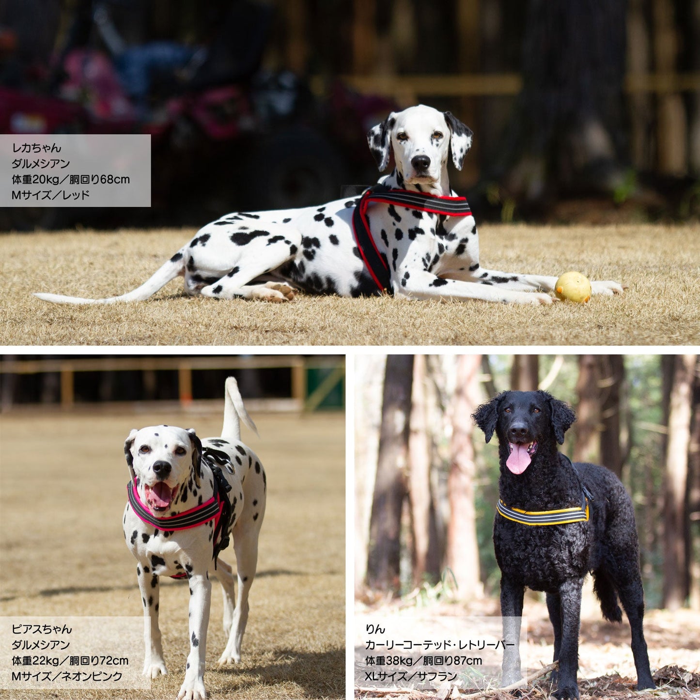 コンフォートフレックス スポーツハーネス