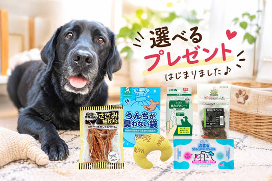 新企画『選べるプレゼント』がスタート