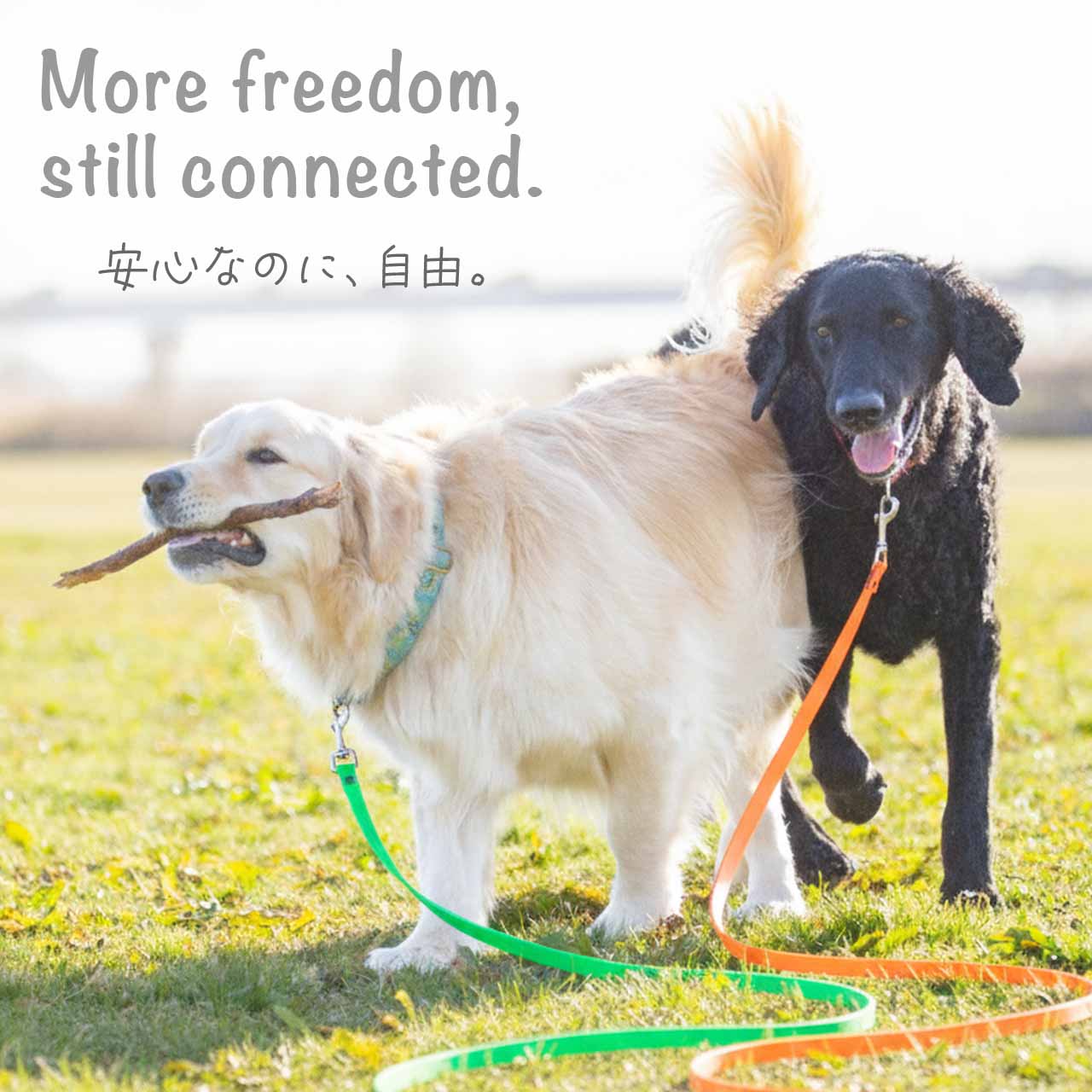 Lupine スプラッシュ トレーニングリード 長さ約4.5m  1.9cm幅 メール便OK