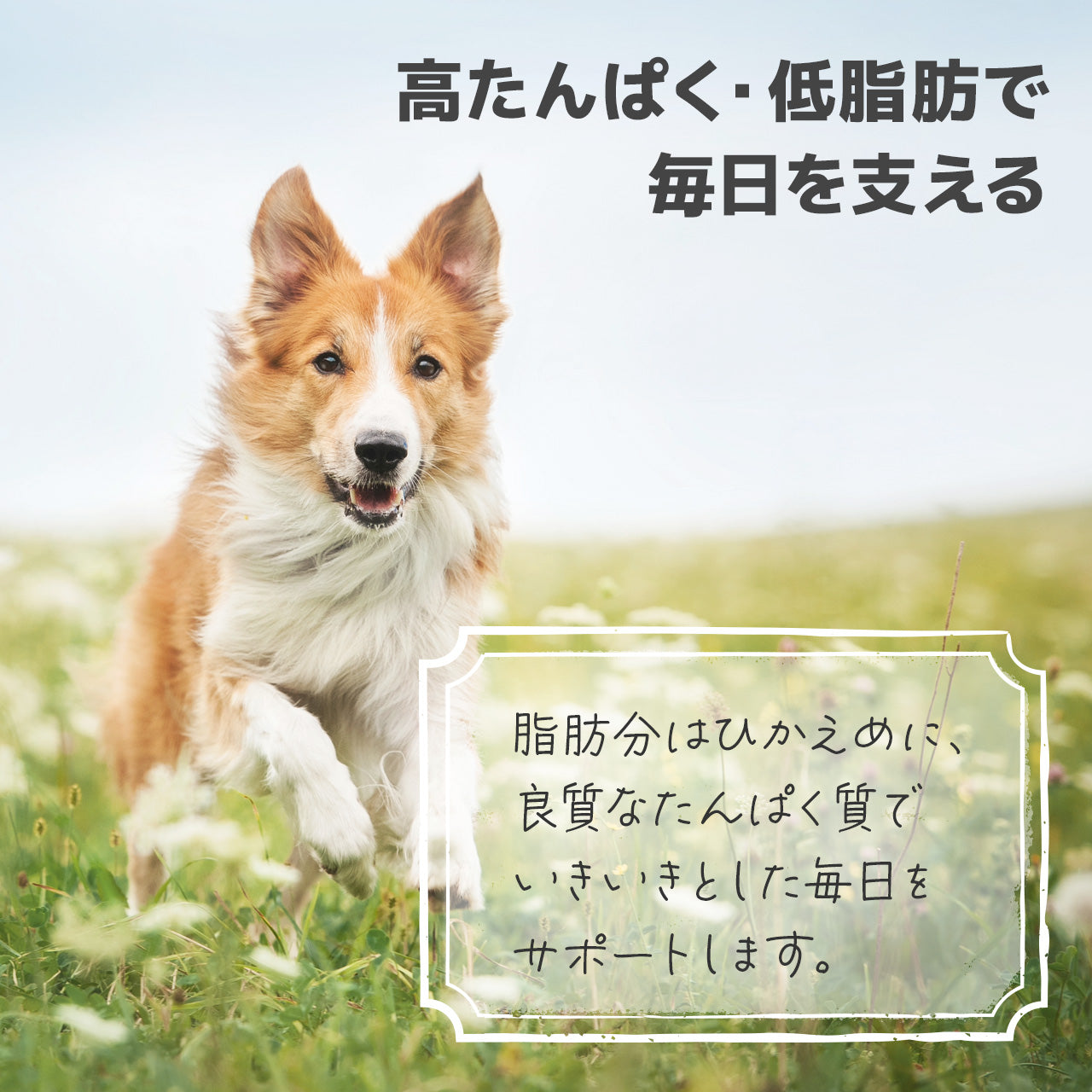 リガロ ハイプロテインレシピ ターキー 子犬成犬用 3.6kg – DearDogs
