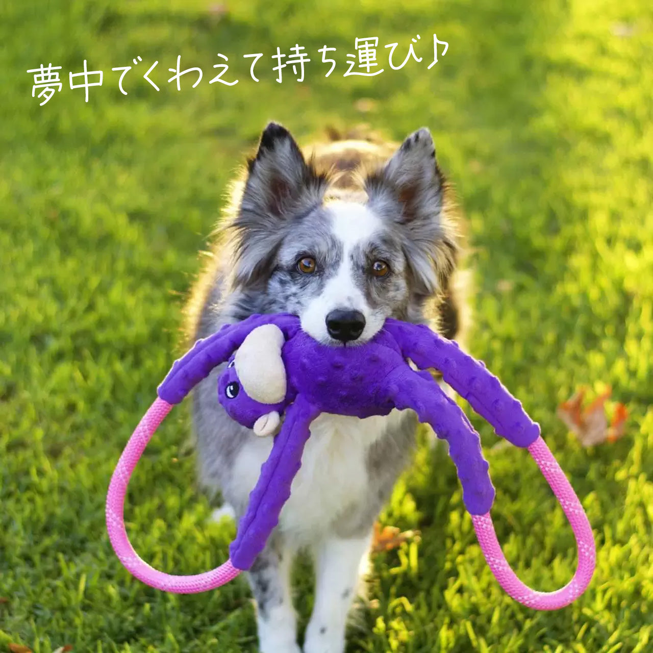 ジッピーパウズ モンキーロープタグ パープル